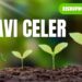 Pravi Celer: The Underrated Superfood You Should Know About