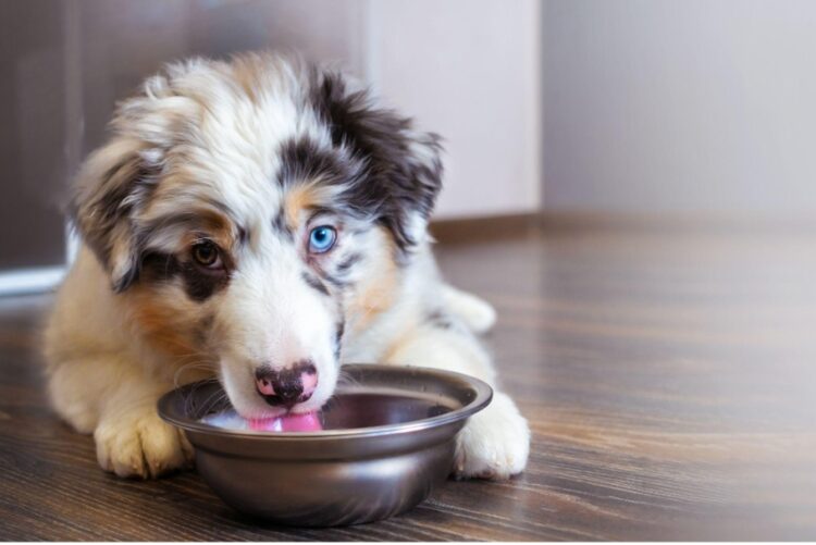 An Australian shepherd puppy eating from a bowl because their owner doesn’t know how much to feed Australian shepherd puppy.]