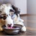 An Australian shepherd puppy eating from a bowl because their owner doesn’t know how much to feed Australian shepherd puppy.]