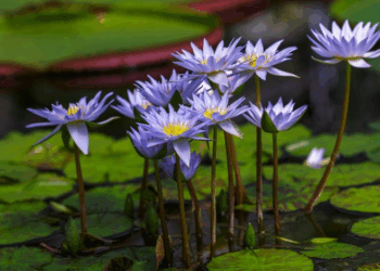 Buy Vivid Blue Lotus Gummies