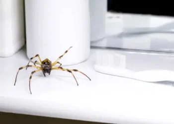 Preventing Spider Infestations: Tips for a Spider-Free Home 