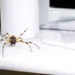 Preventing Spider Infestations: Tips for a Spider-Free Home 