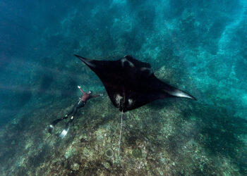 Diving Maldives Prices