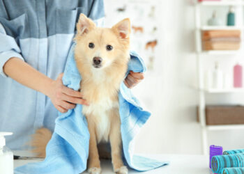 Find Pet Groomers