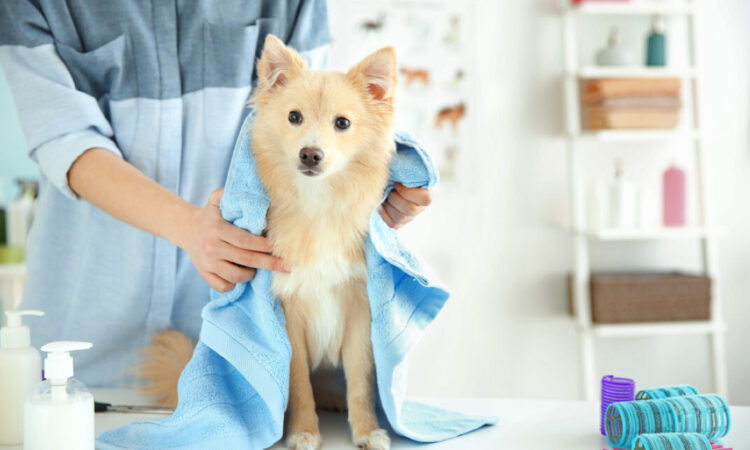 Find Pet Groomers