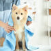 Find Pet Groomers