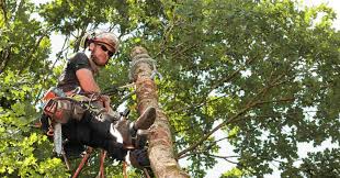 Signs Your Trees Need Immediate Attention