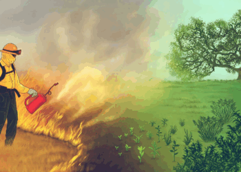 The Role of Modern Vegetation Management in Wildfire Prevention