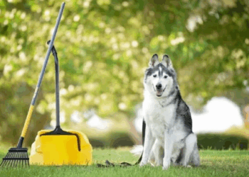 The Ultimate Guide to Responsible Pet Waste Cleanup: Why the Right Tools Matter