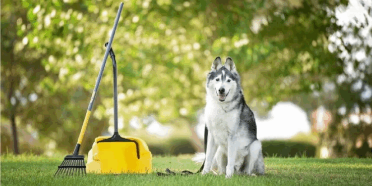 The Ultimate Guide to Responsible Pet Waste Cleanup: Why the Right Tools Matter