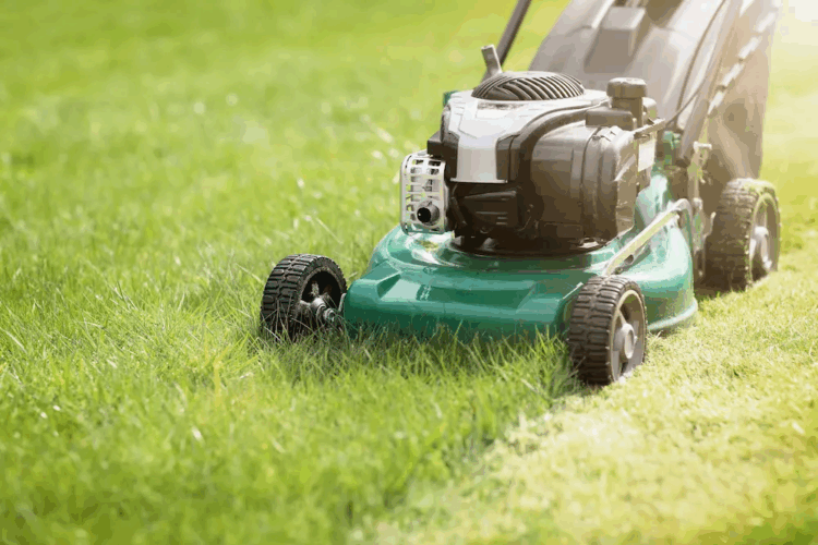 Mastering the Art of Lawn Maintenance: A Complete Guide for a Healthier Yard