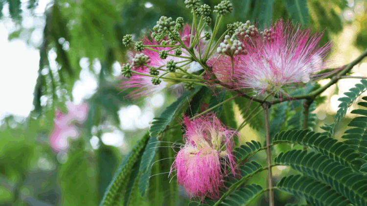 Mimosa Hostilis: Traditional Uses & Modern Applications