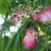 Mimosa Hostilis: Traditional Uses & Modern Applications