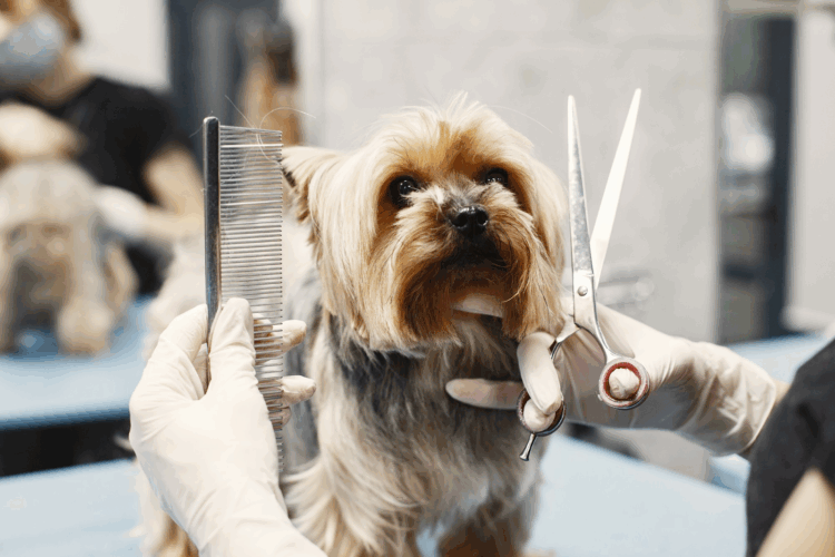 8 Benefits of Owning a Dog Grooming Franchise