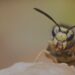 Why a Wasp Exterminator is Your First Line of Defense