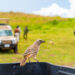 Tanzania Safari Tours: Discover Africa’s Ultimate Wildlife Experience