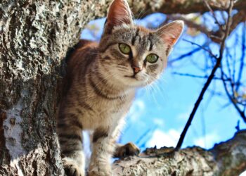 Why GPS Is a Must-Have While Traveling with Your Cat?