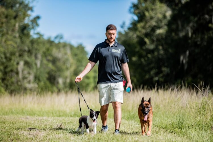 What Should Tampa Dog Owners Look for When Choosing Dog Training in Tampa, FL?