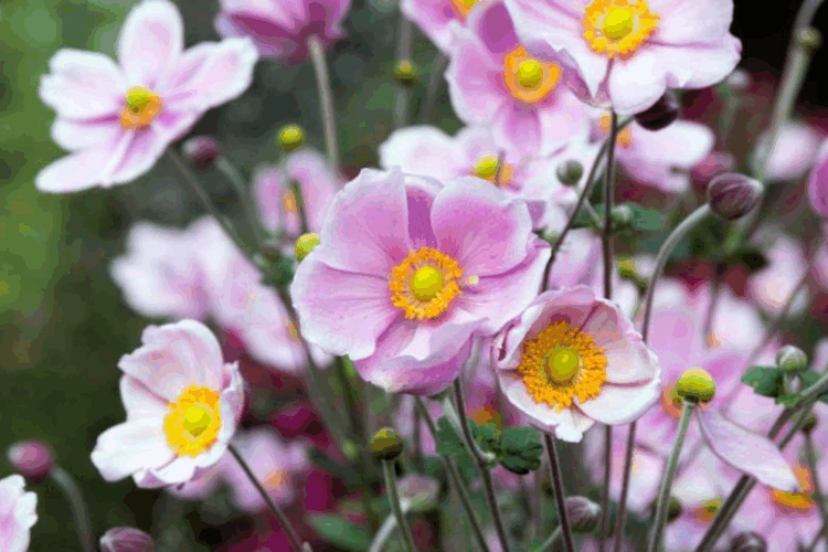 What Color Combinations Highlight the Beauty of Anemone Blooms?
