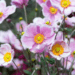 What Color Combinations Highlight the Beauty of Anemone Blooms?