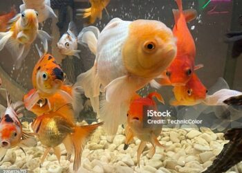 The Ideal Water Temperature for Your Goldfish: Ensuring Their Health and Care 