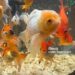 The Ideal Water Temperature for Your Goldfish: Ensuring Their Health and Care