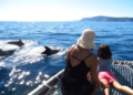 How Dolphin Cruises Add a Unique Touch to Family Vacations in Charleston