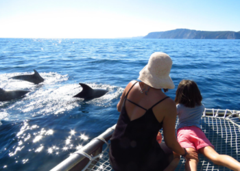 How Dolphin Cruises Add a Unique Touch to Family Vacations in Charleston