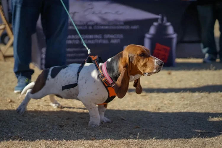 Dog Training in North Carolina