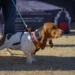 Dog Training in North Carolina