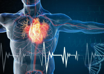 Supporting Heart and Cellular Health as We Age Gracefully