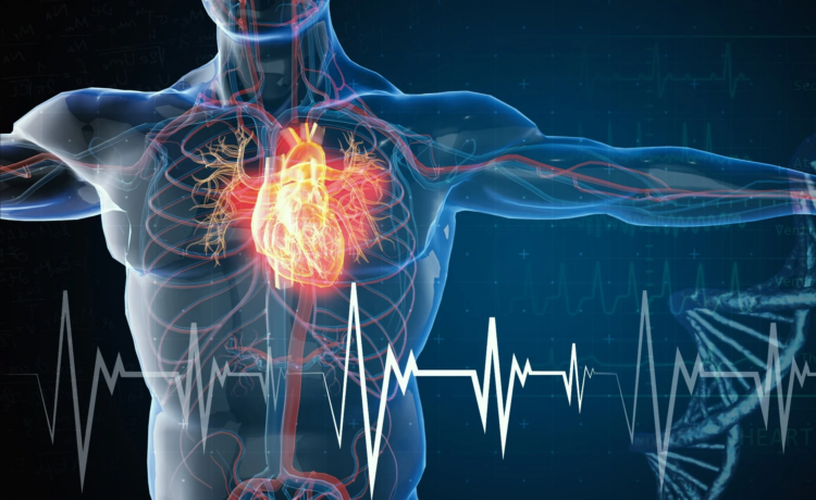 Supporting Heart and Cellular Health as We Age Gracefully