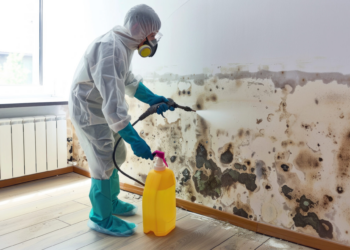 What Happens to Removed Materials During the Mold Removal Process