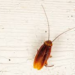 Signs That Show You Need a Palmetto Bug Exterminator in Orlando