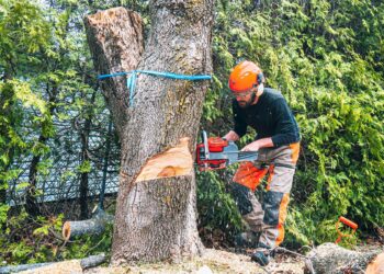 Why Your Landscape Deserves Professional Care