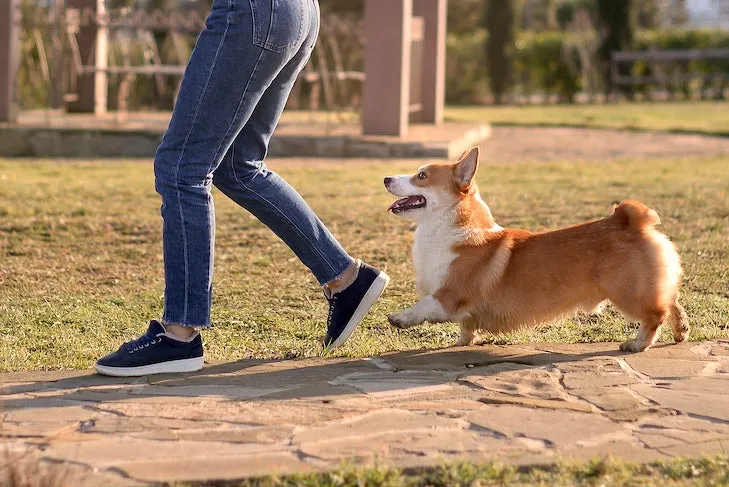 Why Do Dogs Follow You Everywhere?