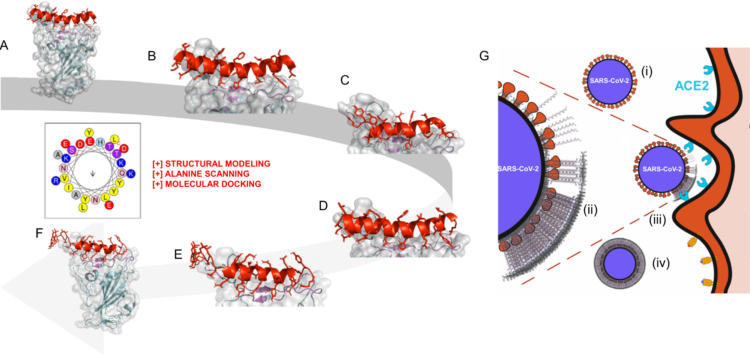 Pharmagrade Peptide Site Migration to New .is Domain