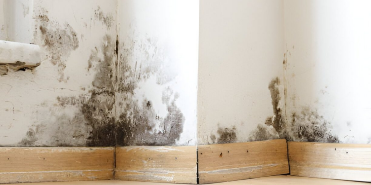 How to Tell If Water Is Still Trapped Behind Drywall After Cleanup and Drying?