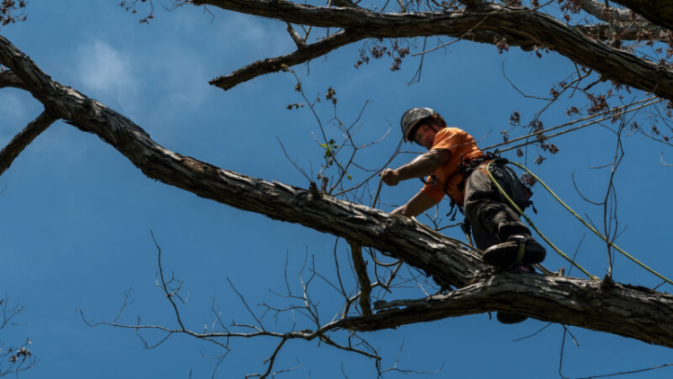 How do Deadwood Removal and the Hidden Warnings in Small Limbs?