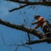 How do Deadwood Removal and the Hidden Warnings in Small Limbs?