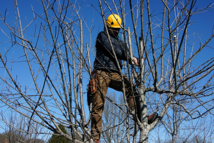 How does Structural Pruning for Young Trees to Prevent Future Breakage?