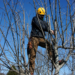 How does Structural Pruning for Young Trees to Prevent Future Breakage?