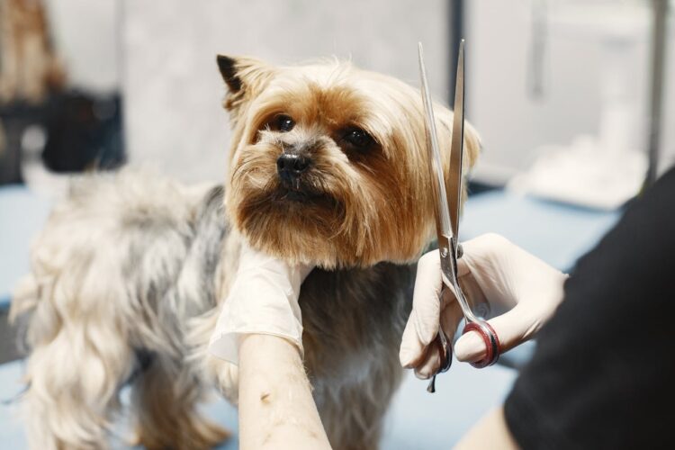 A Pet Owner’s Guide To Dog Grooming