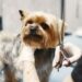 A Pet Owner’s Guide To Dog Grooming