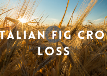 Italian Fig Crop Loss: Causes, Regional Impact, and the Future of Italy’s Fig Industry