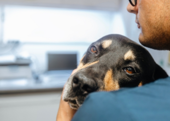 How do Early Warning Signs of Hidden Health Issues in Pets Matter More Than Owners Think?