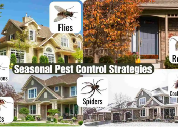 How do Seasonal Pest Patterns and Service Timing for Prevention Work?