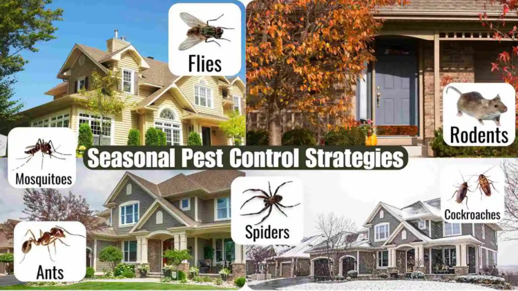 How do Seasonal Pest Patterns and Service Timing for Prevention Work?