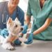 Beach Avenue Animal Hospital: Trusted, Compassionate Veterinary Care for Pets in Vancouver