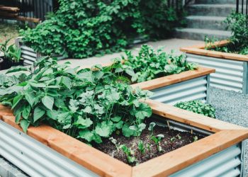 Eco-Friendly Garden at Home